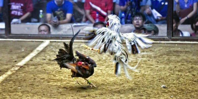 789win91 qq88 bắn cá